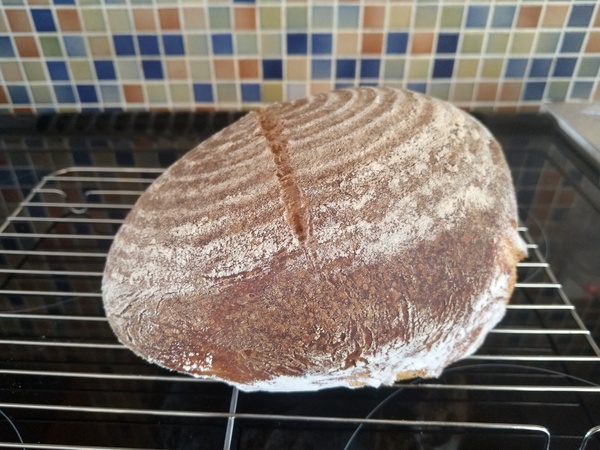 Calling sourdough starter experts!