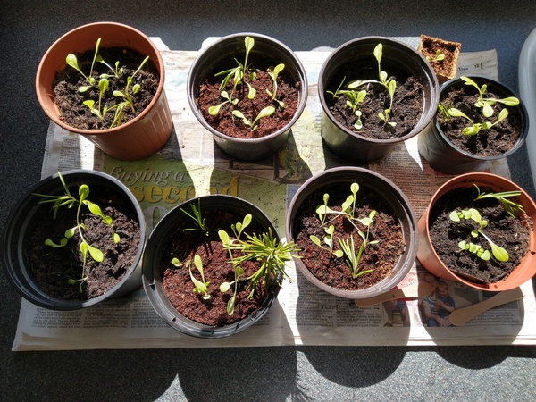 M&S Little Garden seed planting kits
