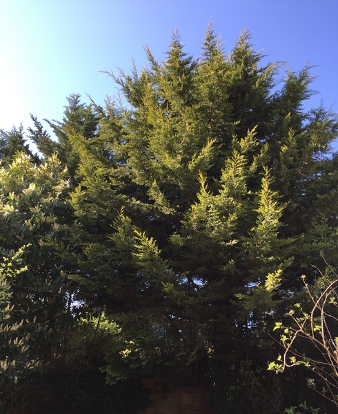 Does anyone know what tree this is?