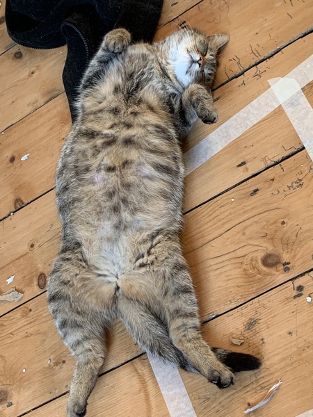 Meet Mabel
