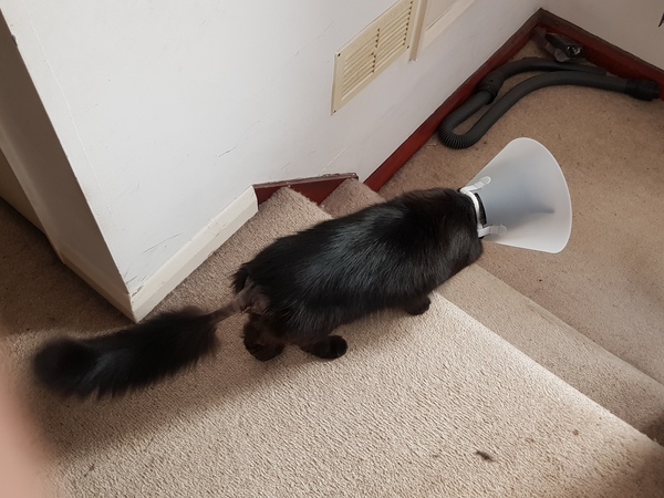 Bloody cats