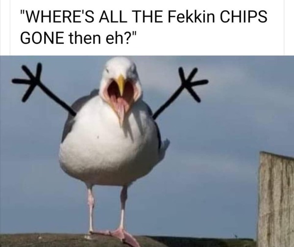 Is it me or are the birds behaving strangely?
