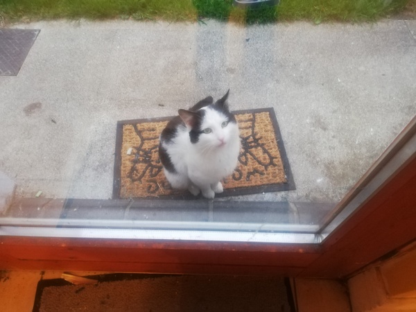 Stray cat