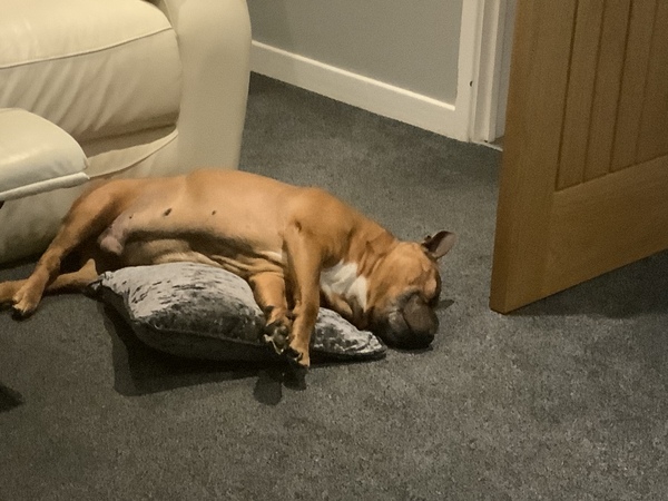 Do you want to see a picture of my lovely DDog and help me train “drop”?