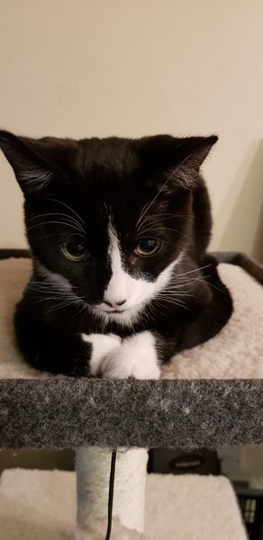 New Kitten In Lockdown