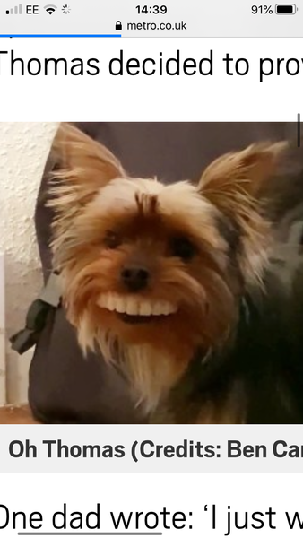 Dog finds false teeth and wears them around the house