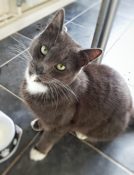 Since you've had cats/a cat , what have they wrecked?