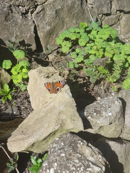 Have you seen any butterflies this spring ?