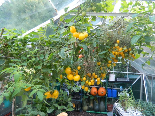 2020 new Gardeners’  thread