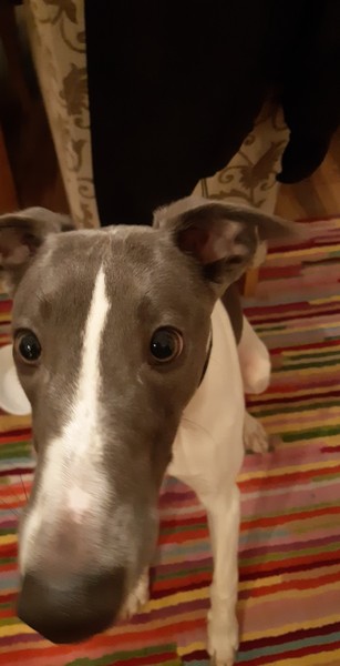 Puppy regret