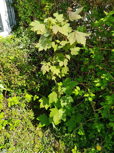 Plant or weed?