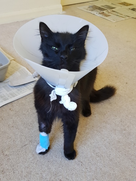 Bloody cats