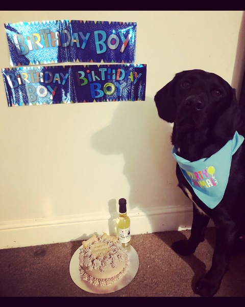 To throw my dog a birthday party (at a social distance)