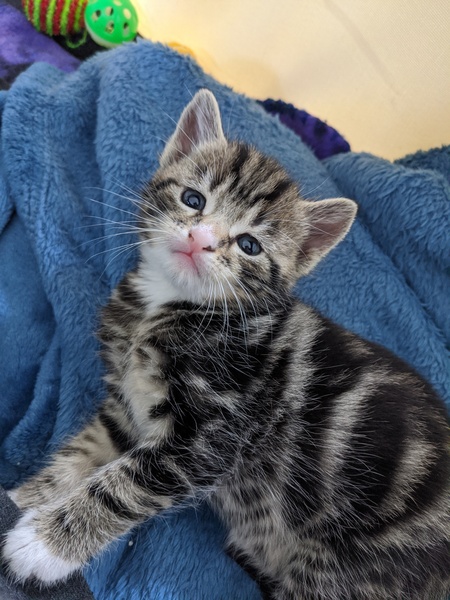 What is your cat called?
