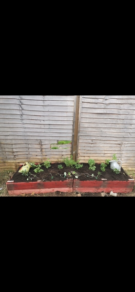 Help with my garden on a budget