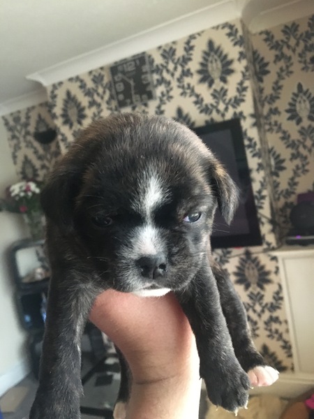 Photos of your dogs to cheer us all up!