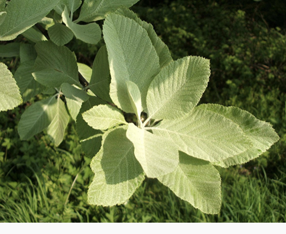Can someone help me find out what tree this is?
