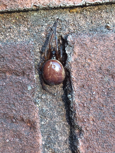 Can anyone identify this spider (widow?) Warning! Photo of spider