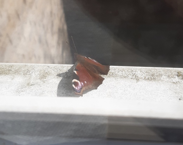 Have you seen any butterflies this spring ?