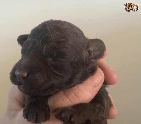 We are getting a puppy!