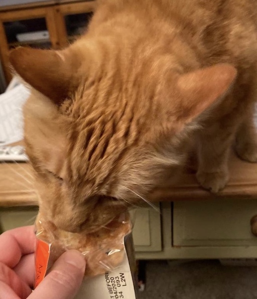 Pets that Steal food (lighthearted)