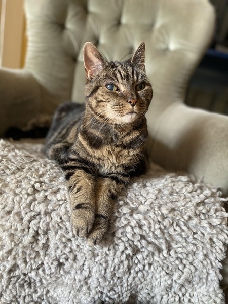 My lovely 19 year old is being PTS today