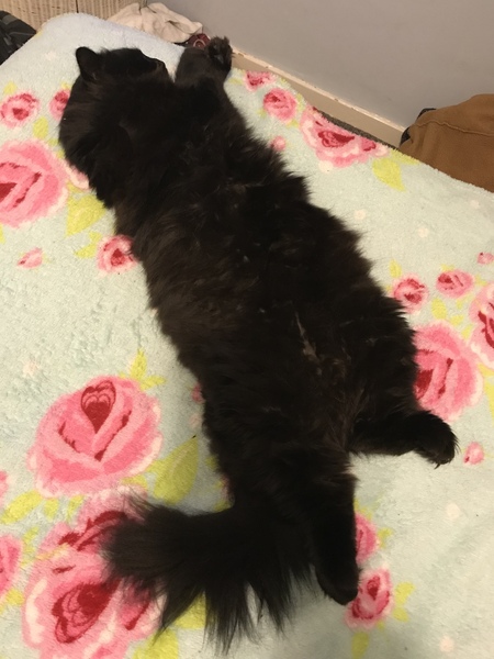 Anyone recommend a grooming brush for a medium coated cat that isn't keen on grooming?
