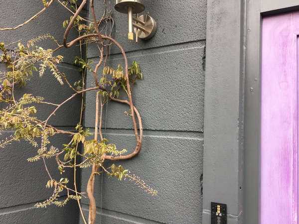 To let ivy overgrow my house?