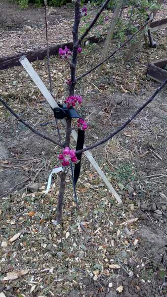 Allotment/Veg Patch Thread 15 - will winter ever end?