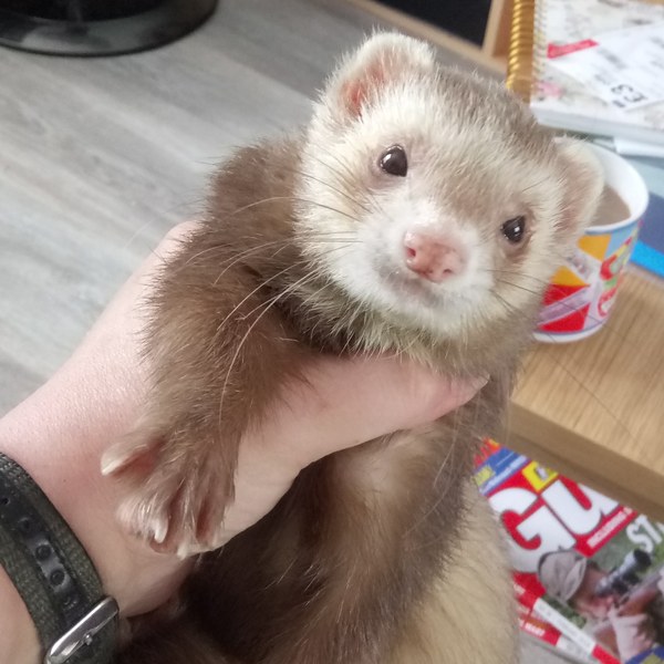 Cute pet and wildlife thread