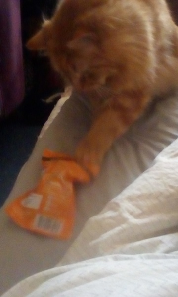Paws, Ollie, Captain V and all the rest