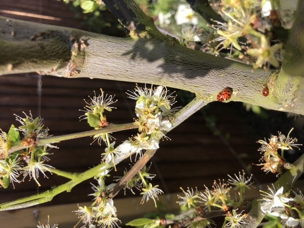 Have you seen any butterflies this spring ?