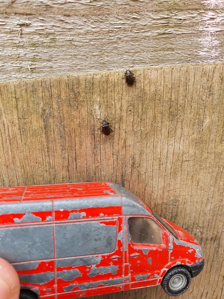 Identify bugs