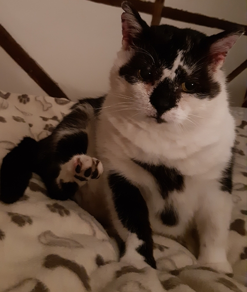 What's your DCat up to today? (Thread 7!)