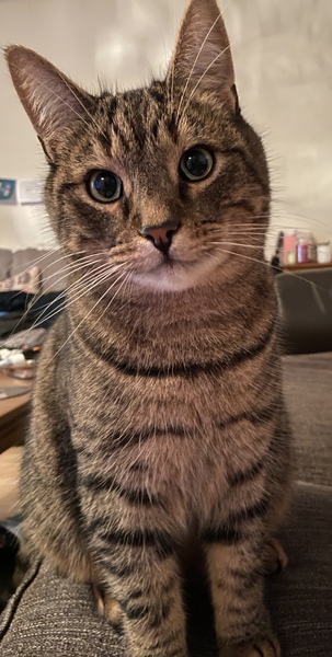 Thank goodness  for my cat