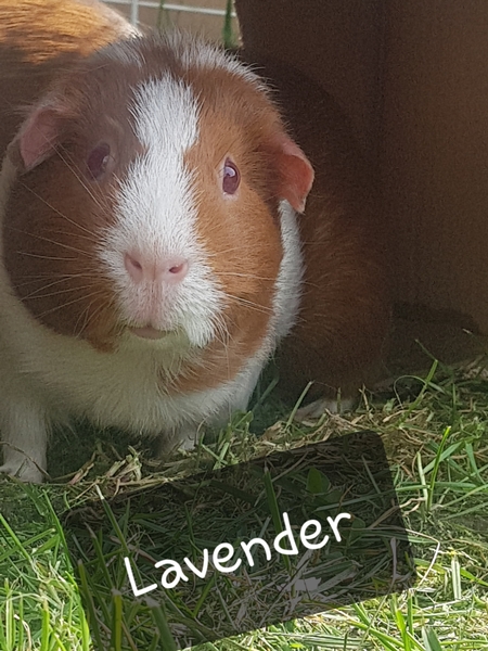 Guinea pig bath day!