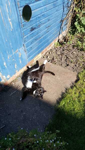 What is your cat called?