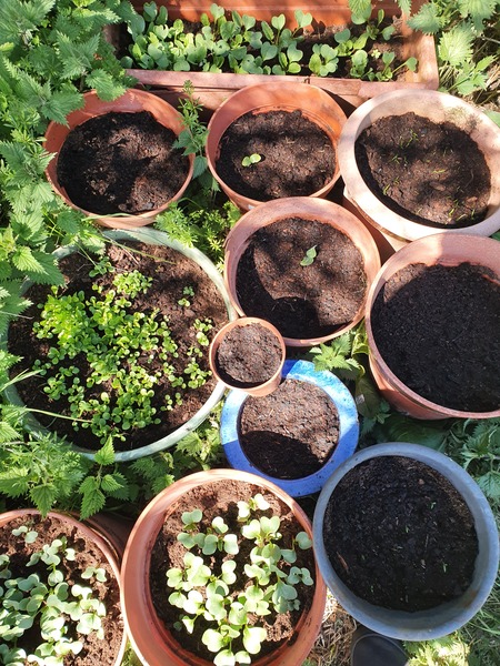 "The Good Life"  growing veg. during lockdown.