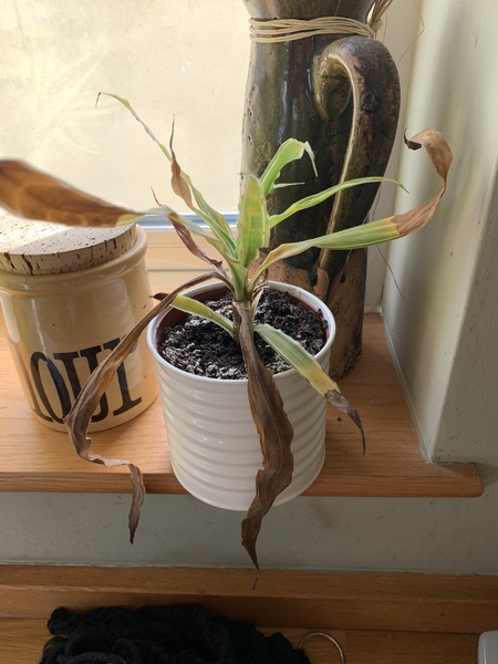 Thread for really fucking ugly houseplants
