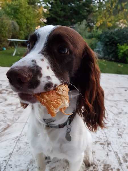 Considering a Sprocker Spaniel for our first dog.