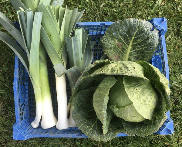Allotment/Veg Patch Thread 15 - will winter ever end?