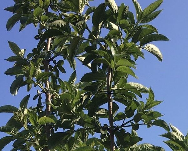 Anyone kind enough to tell me what this tree is...