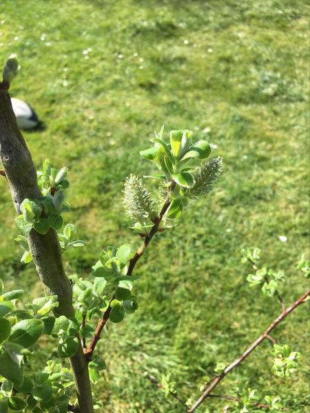 Does anyone know what this is? Thank you!
