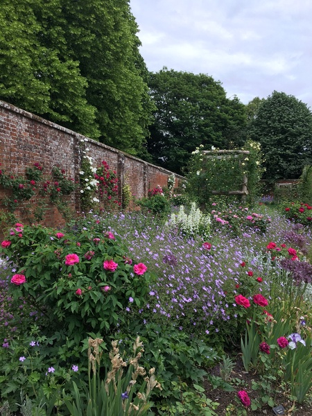 Can you name this purple flowering plant please?