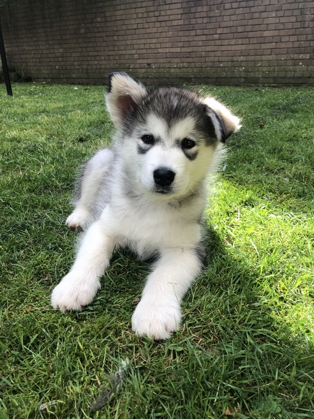 Puppy Survival 2020 - let's talk about something other than Covid-19