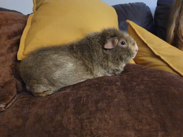 Guinea pig bath day!