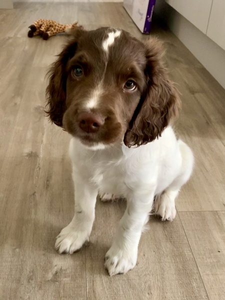 Puppy regret