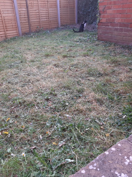 Help with my garden on a budget