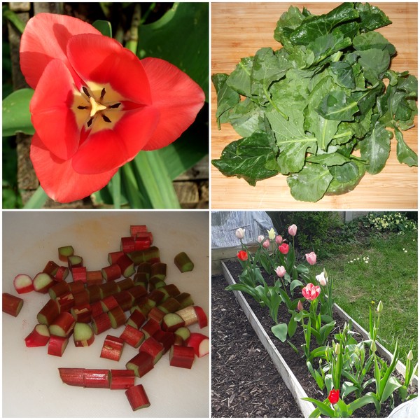 Allotment/Veg Patch Thread 15 - will winter ever end?