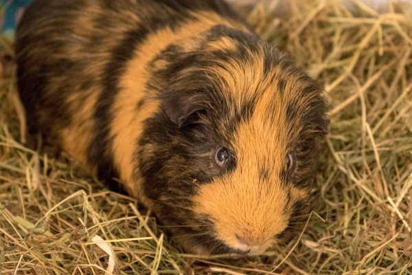Guinea pig bath day!
